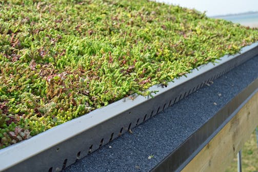 Sedumtak: Ikke bruk tilskårede sedumbrett mot aluminiumskanten Sedumtak: Ikke bruk tilskårede sedumbrett mot aluminiumskanten